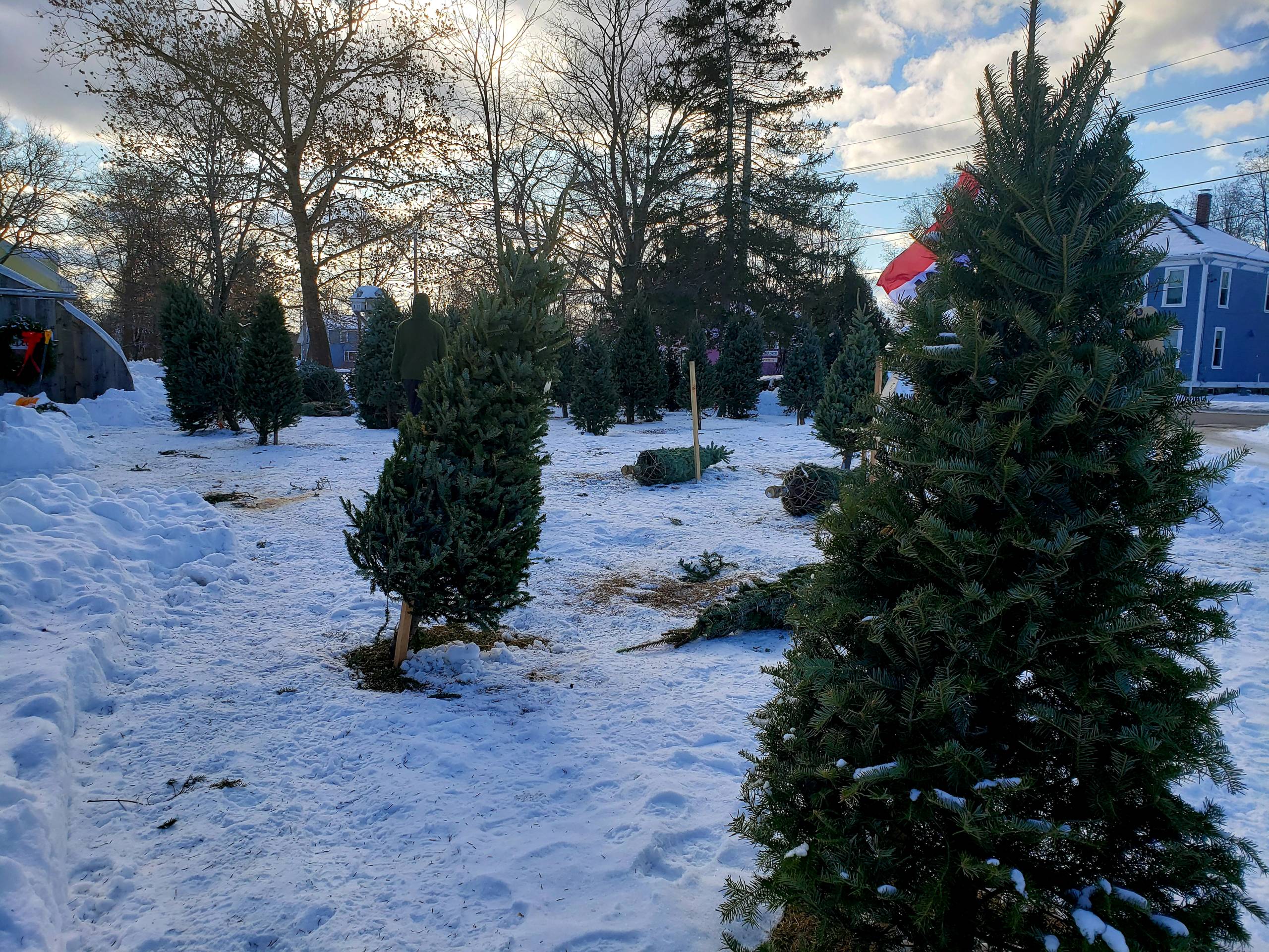 Oh Christmas Tree!