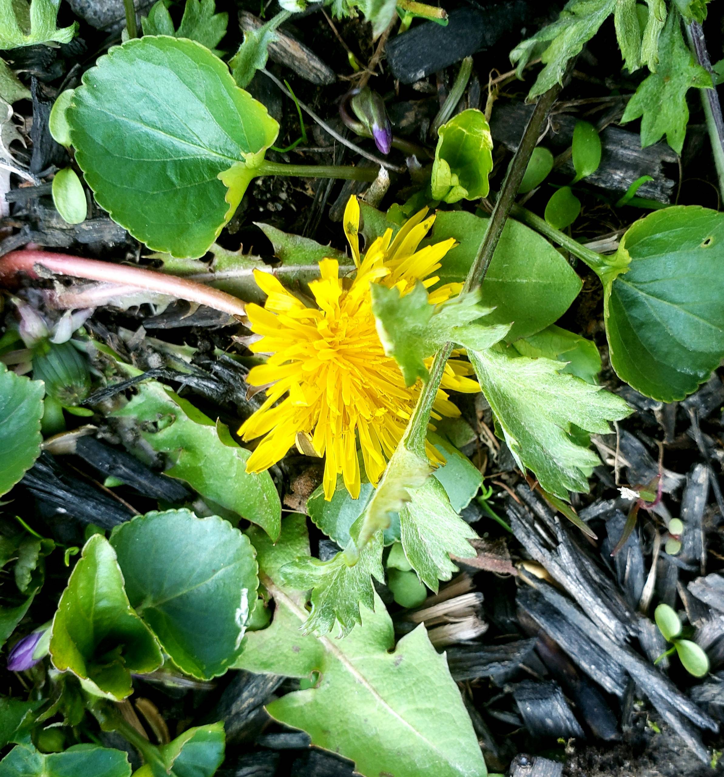 Waiting For Dandelions.