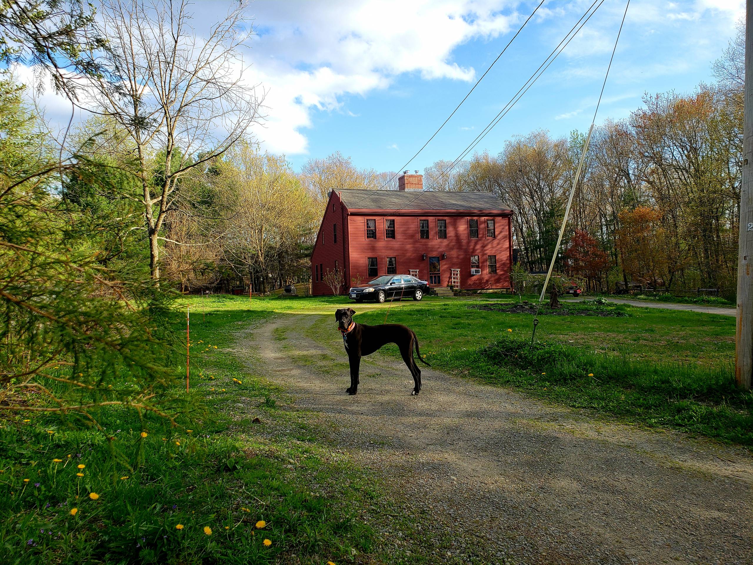 Communing With The Trees