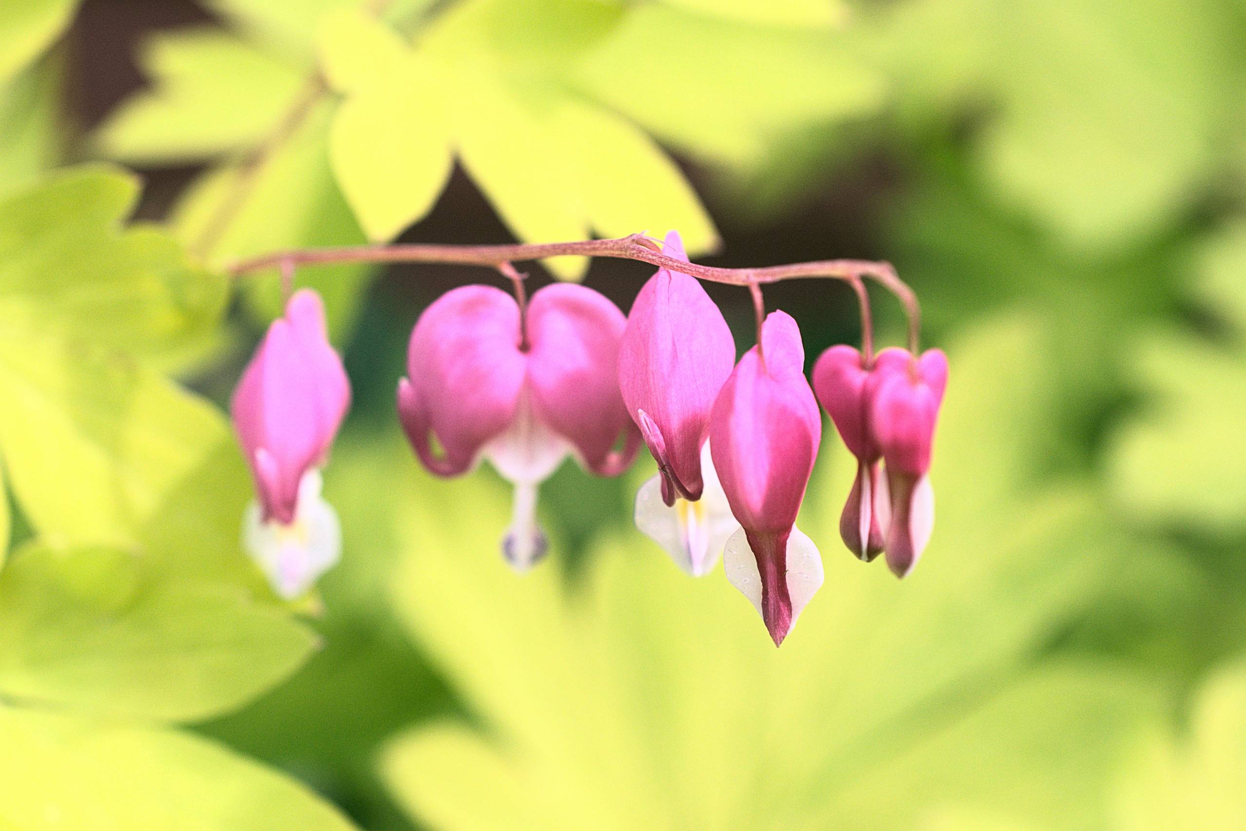 Blooming