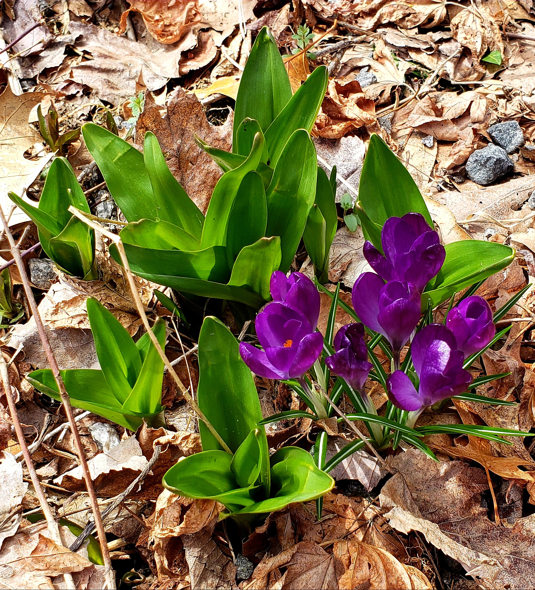 Celebrating Spring