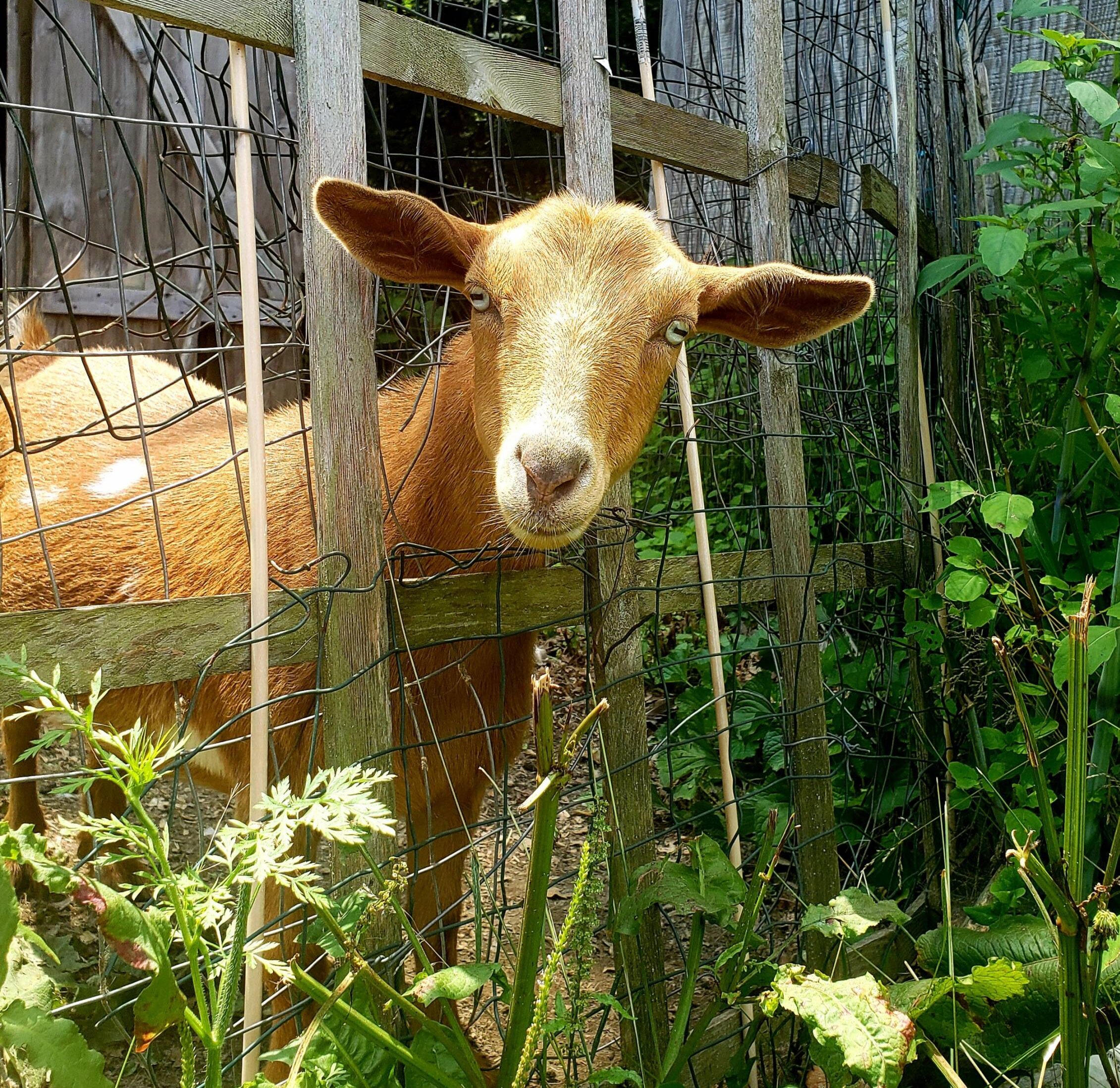 One of The Goats Being Silly