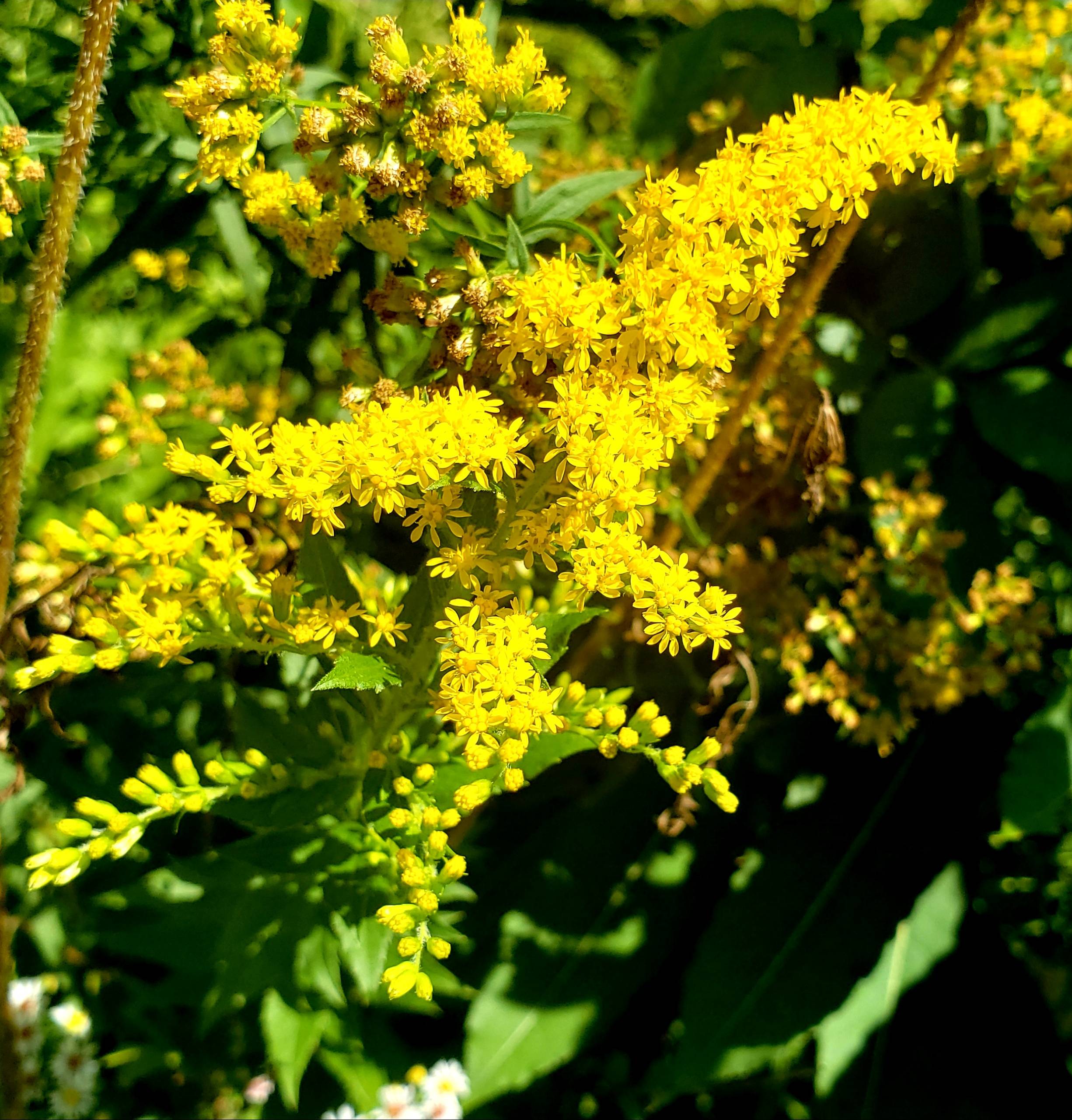 The Healing Earth Of Wildflower Farm