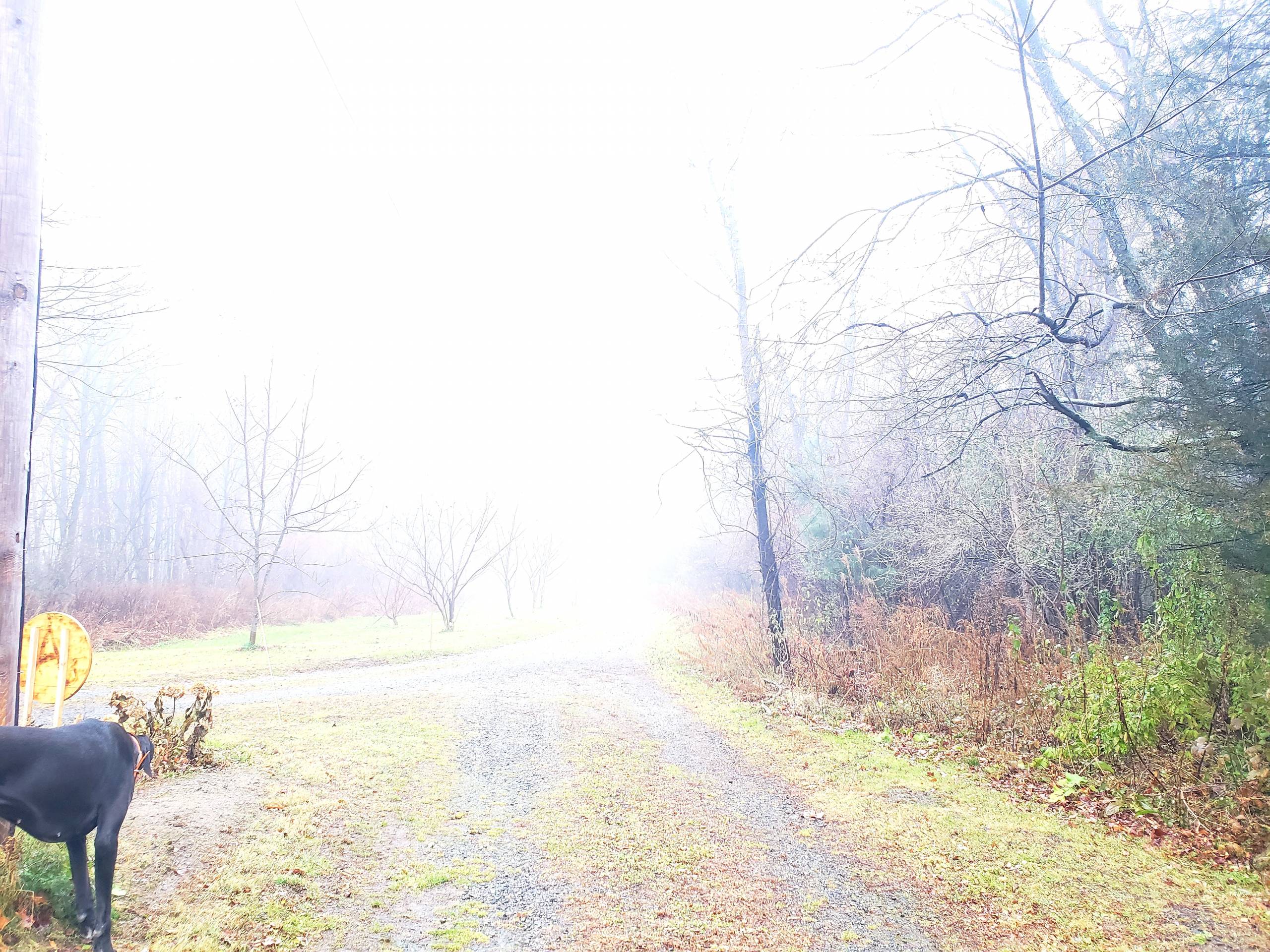 Wildflower In The Winter Mist