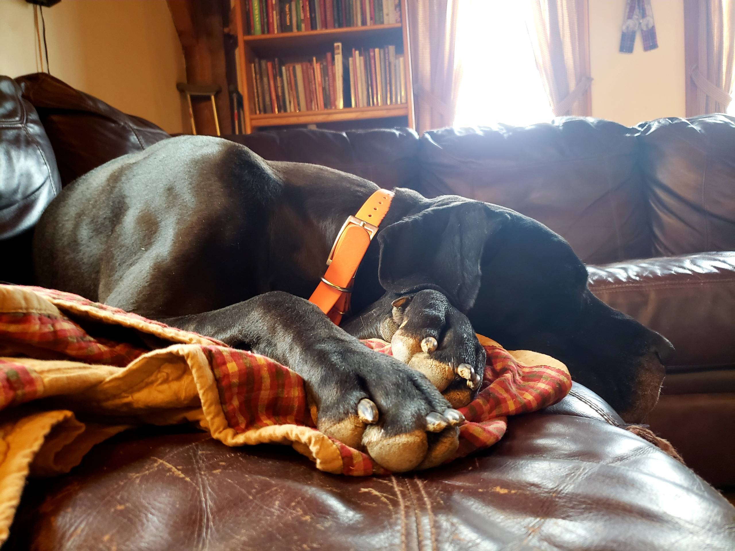 The Reason My Great Dane Is Pouting