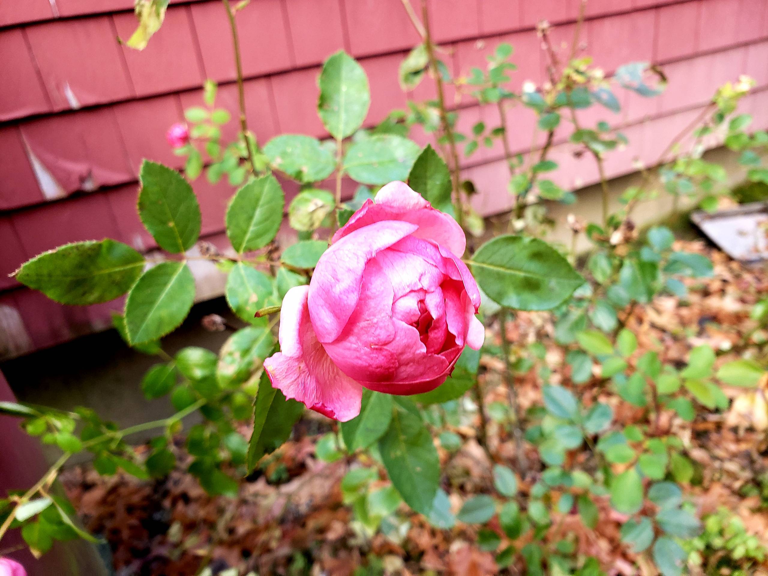 T'is The Last Rose Of Summer
