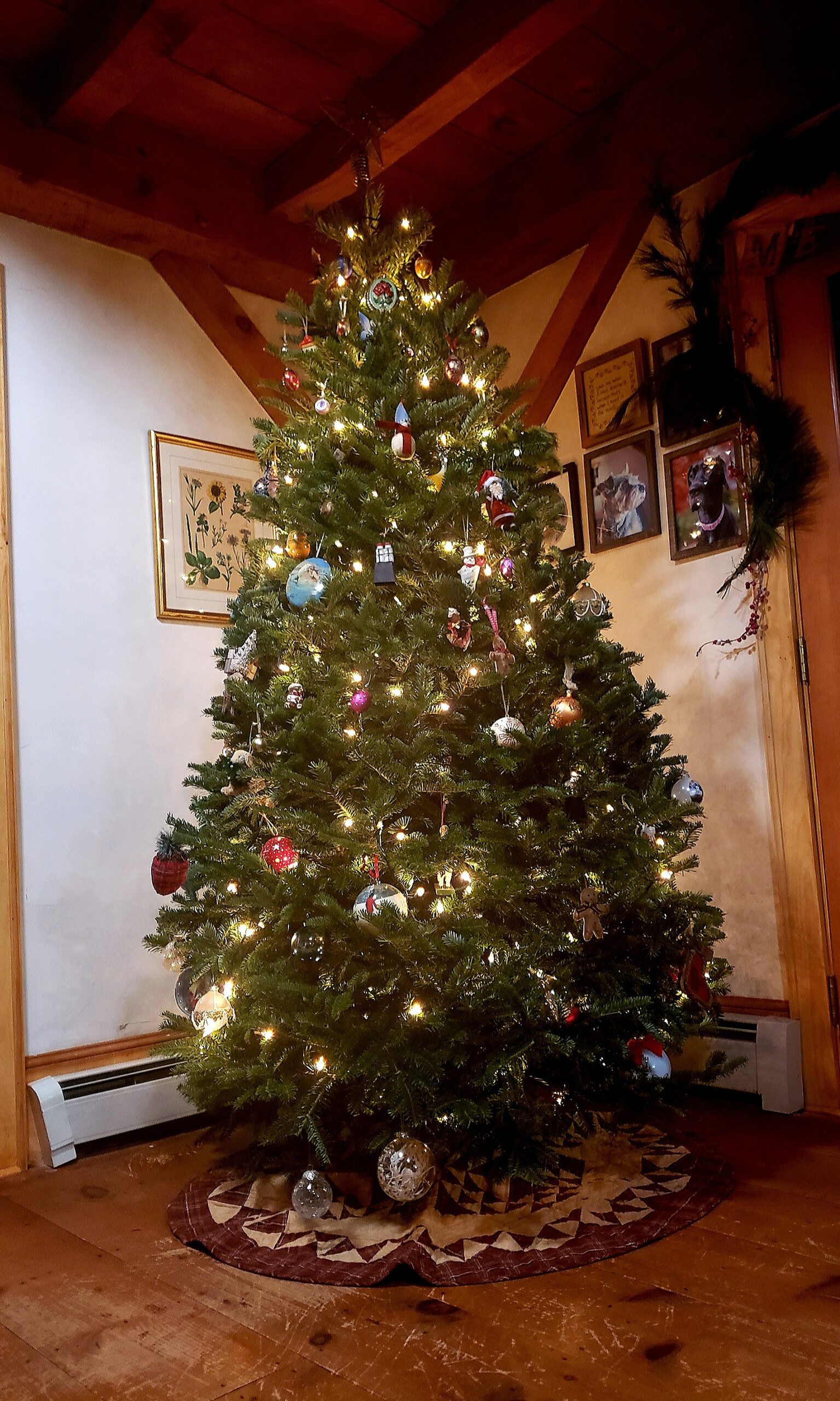 This Year’s Christmas Tree