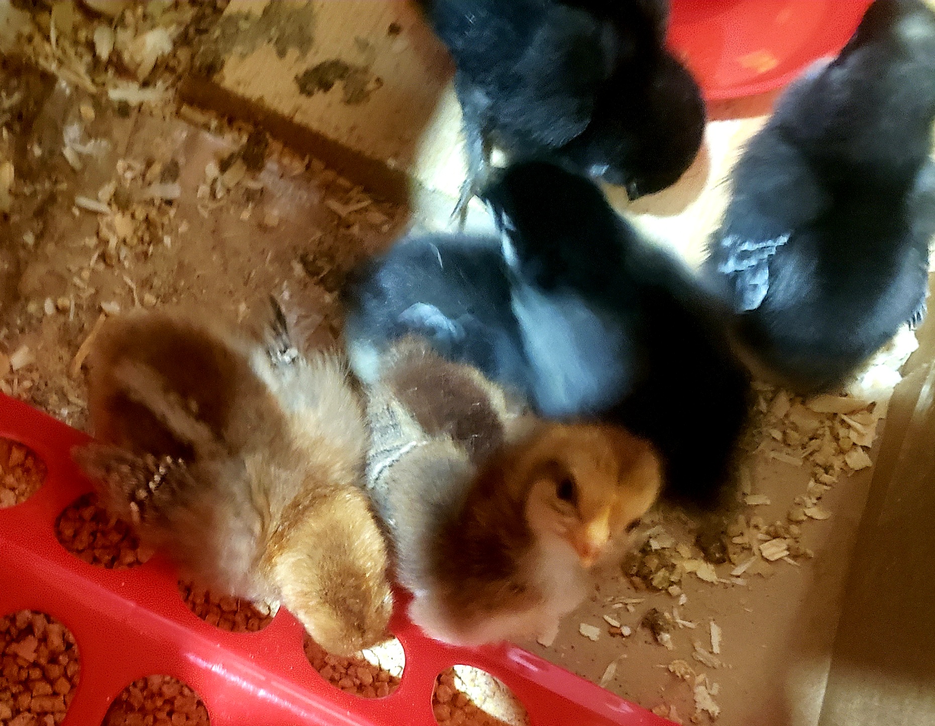 Baby Chicks Update