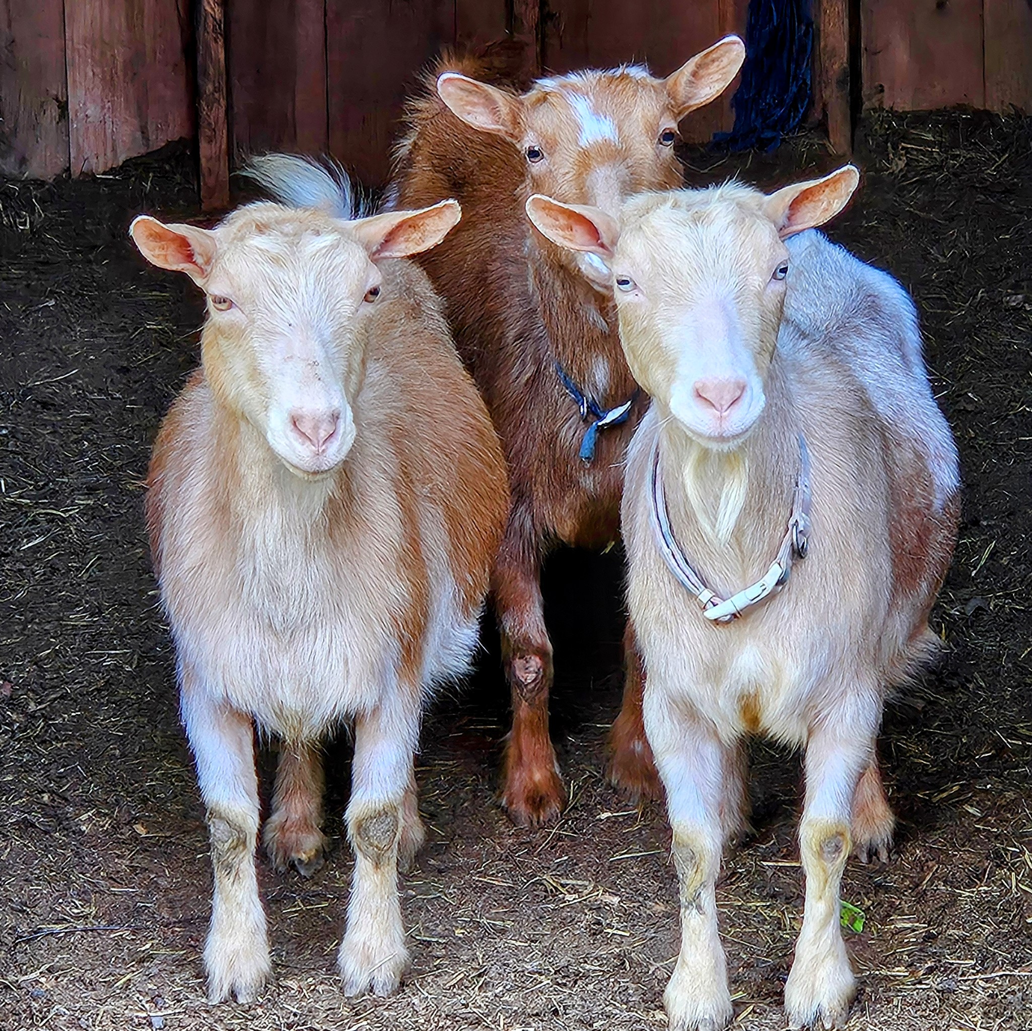 New Friends On The Farm