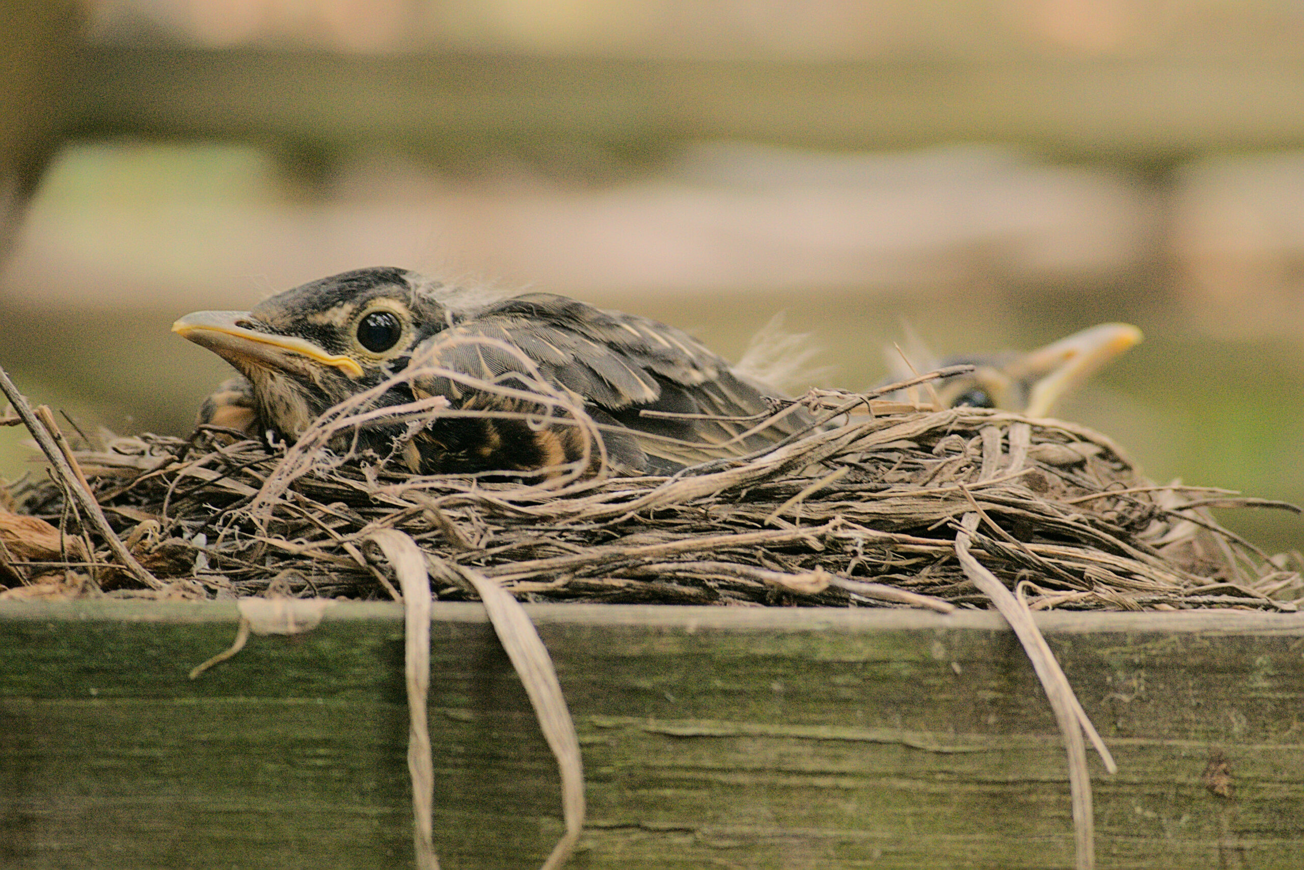 Robin’s Nest