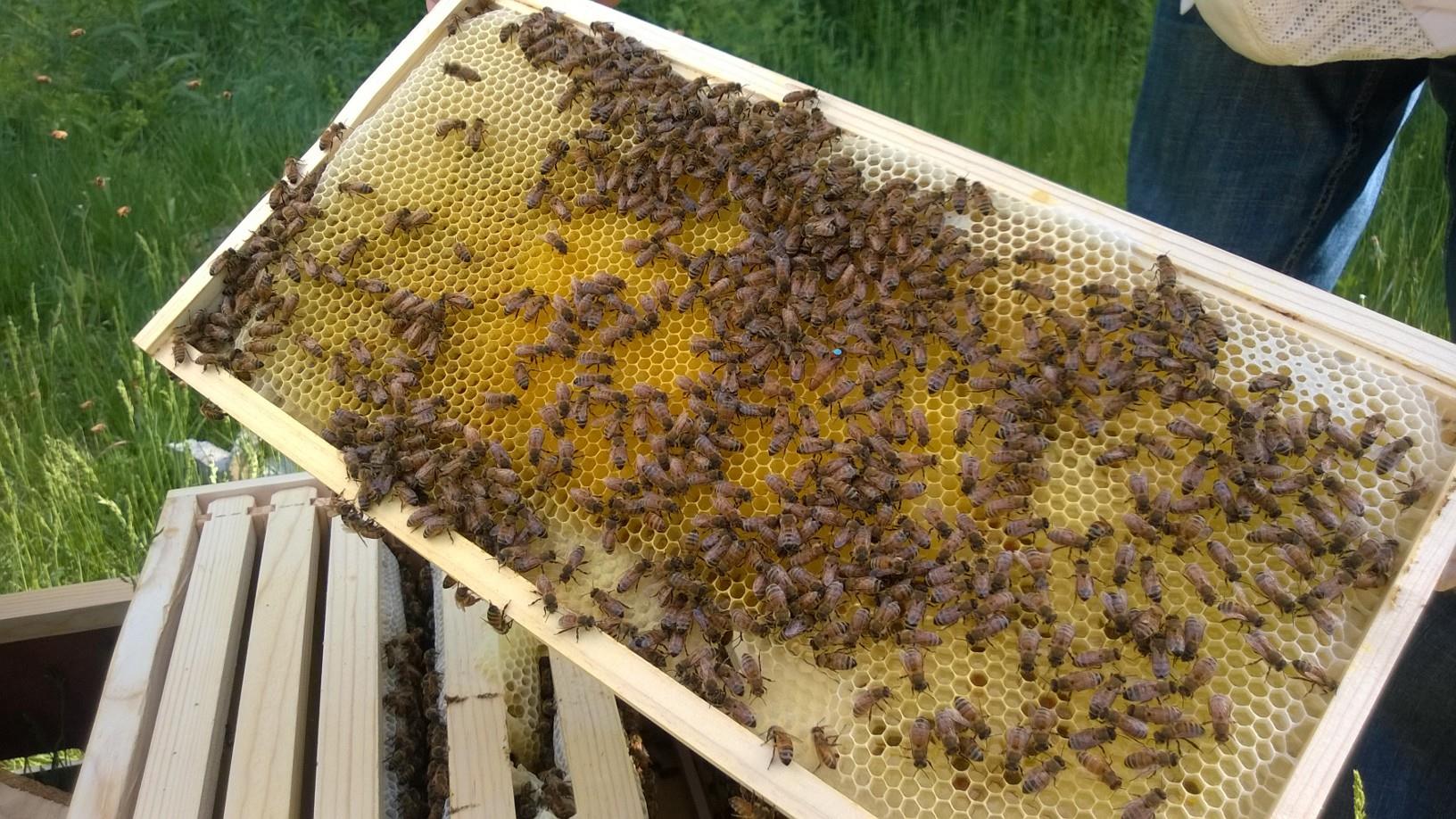 Mad Honey
