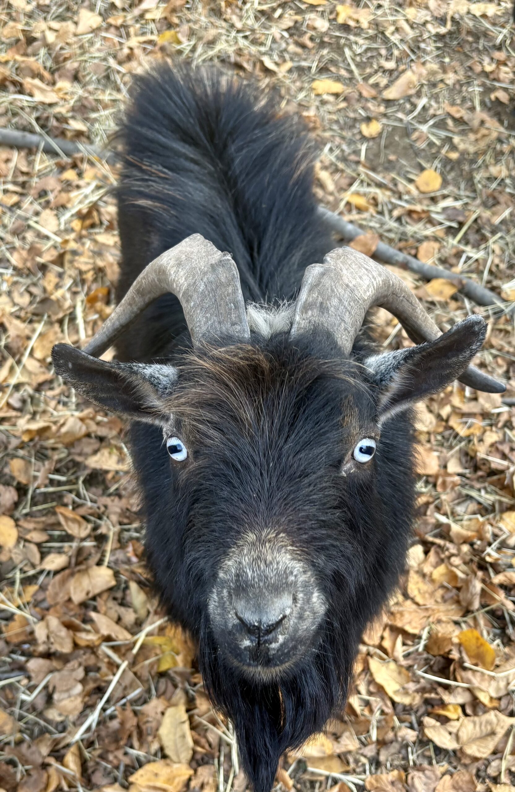 Hello to New Friends